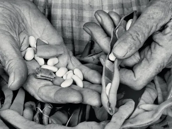 A black and white photo of an older woman's hands holding bean pods and shelled beans.