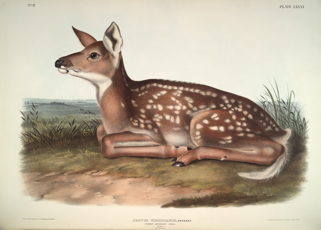 Virginian Deer from The Viviparous Quadrupeds of North America