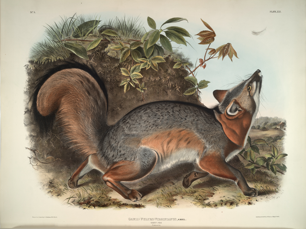 Grey Fox from The Viviparous Quadrupeds of North America