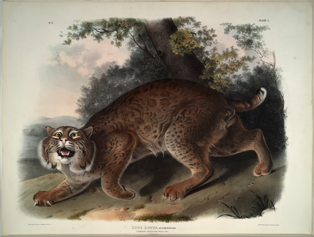 Bobcat from The Viviparous Quadrupeds of North America