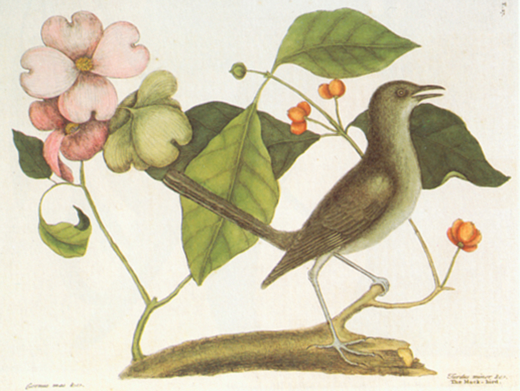 Mockingbird by Mark Catesby