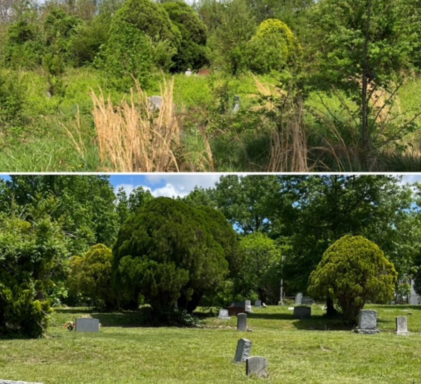 Woodland area before and after restoration shows a densely wooded area and a nicely manicured area with gravestones and mowed lawn