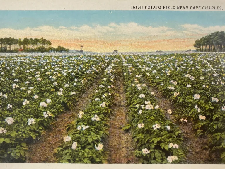A color postcard of rows of flowering potato plants, with text Irish Potato Field Near Cape Charles, VA