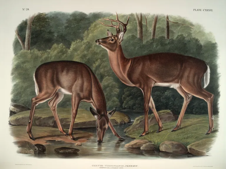 QL715.A916.1845.RareFolio.Deer_.jpg