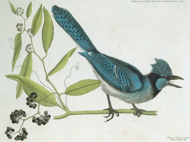 VHE_Catesby_QH41.C292.1754.Rare_.OS_.Bluejay.jpg