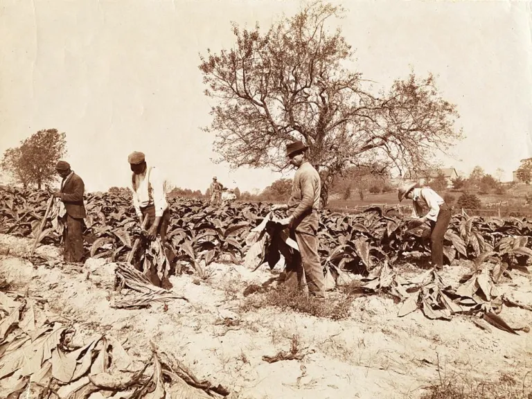VHE_Rural-Life_CuttingTobacco.2000.186.93.jpg VHE_Rural-Life_CuttingTobacco.2000.186.93.jpg