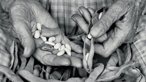 A black and white photo of an older woman's hands holding bean pods and shelled beans.