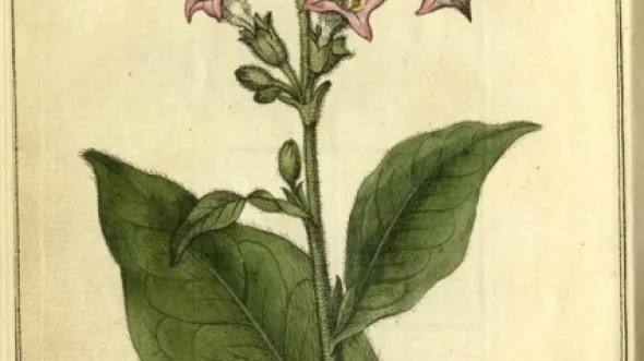 A color drawing of a tobacco leaf with flowers. 