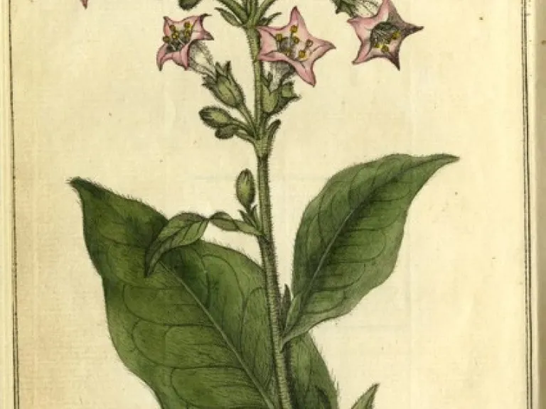A drawing of a tobacco leaf with flowers. 